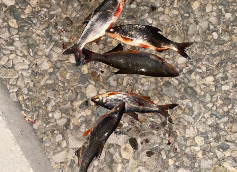У «Волгоград Арены» полицейские задержали браконьера с рыбцами